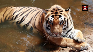 5 National Parks in India that have a river flowing nearby, with breathtaking views!