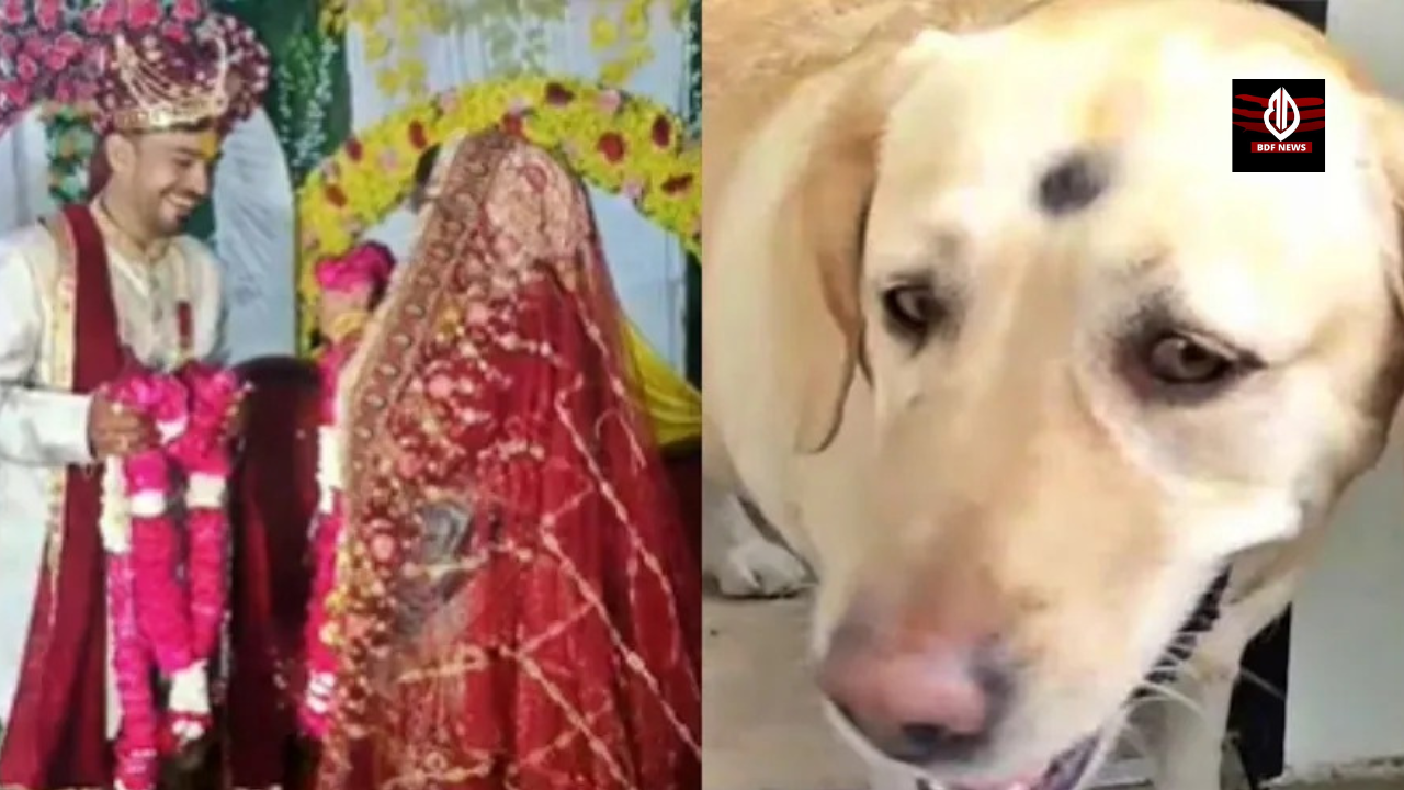 एक शादी जो दूल्हे के परिवार द्वारा दुल्हन के पालतू कुत्ते की पिटाई के बाद रद्द कर दी गई थी; कहानी में फिल्मी मोड़ आ गया है।