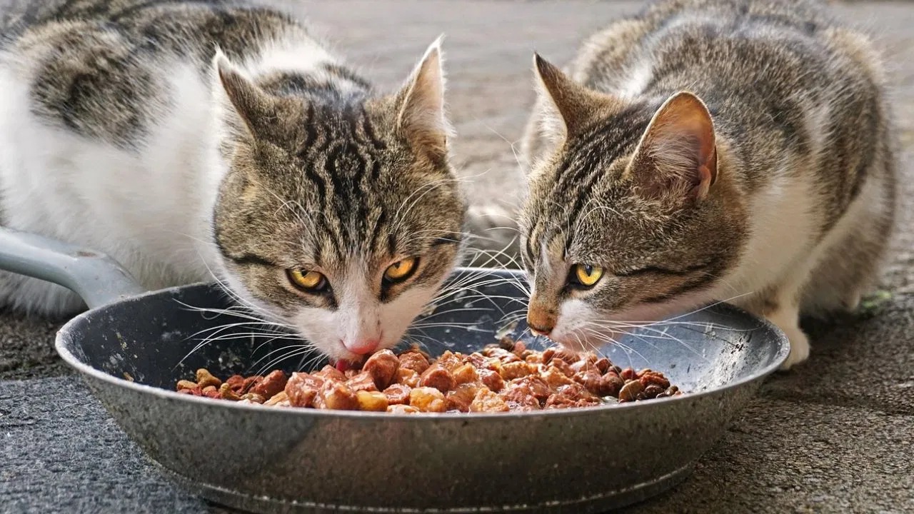 चीन में एक अनोखी सर्विस, एक आदमी ने बिल्लियों को खाना खिलाकर 2.1 मिलियन रुपये कमाए