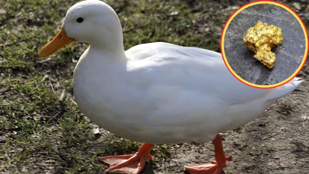 Viral! आदमी तुरंत अमीर हो गया, पालतू बत्तख के पेट में मिला 10 ग्राम सोना