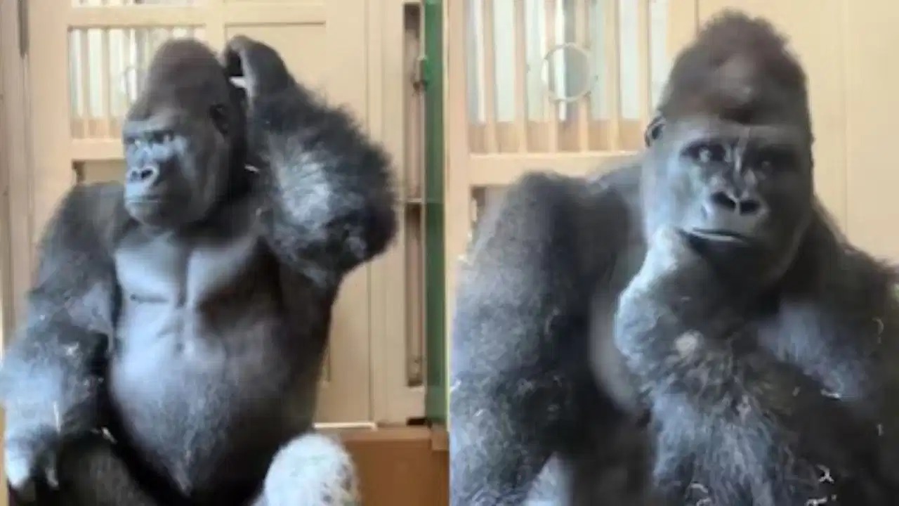 Viral Video: अपनी ‘पत्नी’ की बात सुनकर गोरिल्ला का मूड खराब हो गया; वायरल वीडियो आपको हंसा-हंसाकर लोटपोट कर देगा