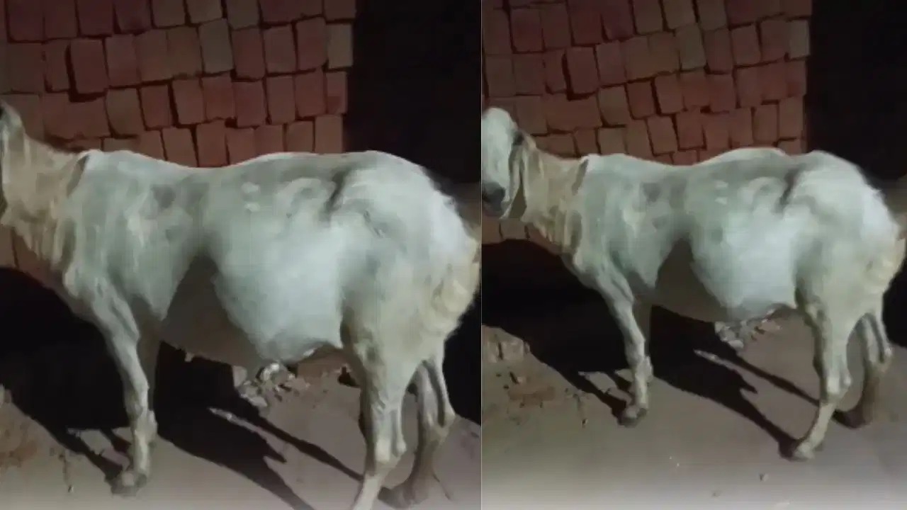 Viral Video: कुदरत का अनोखा नज़ारा! माँ के पेट में ही उछल-कूद करने लगा बच्चा